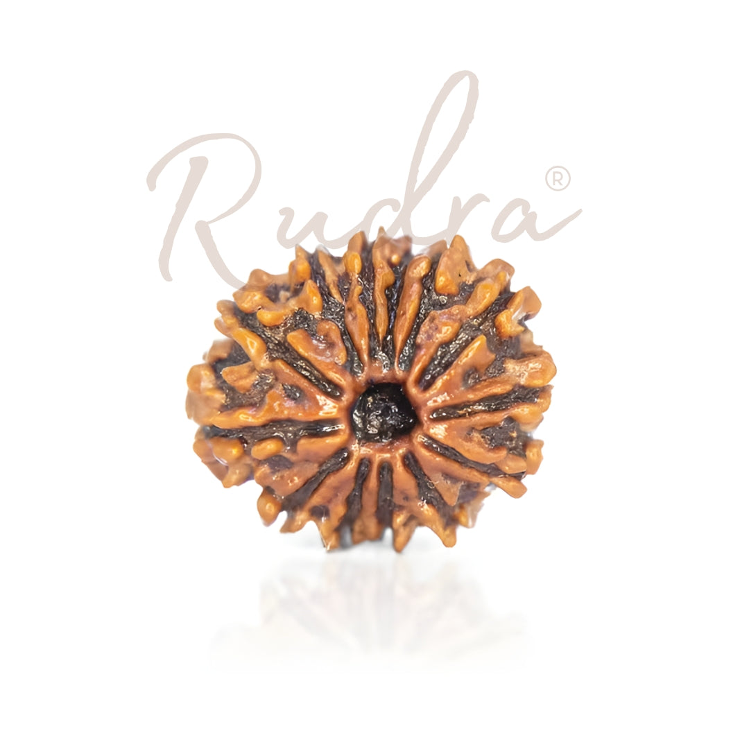 13 Mukhi Rudraksha