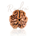 3 Mukhi Rudraksha