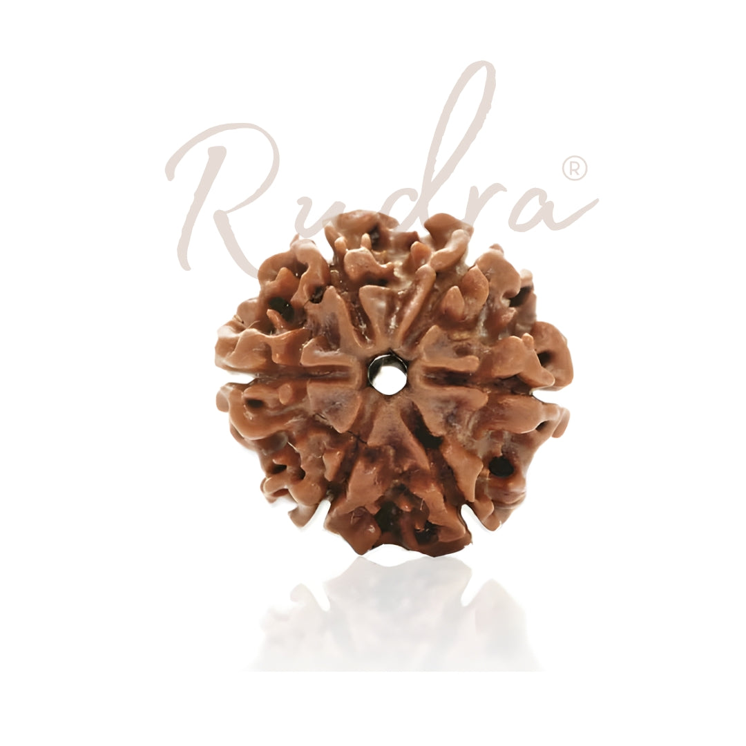 6 Mukhi Rudraksha
