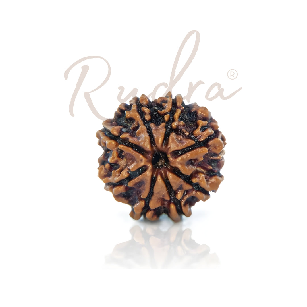 8 Mukhi Rudraksha
