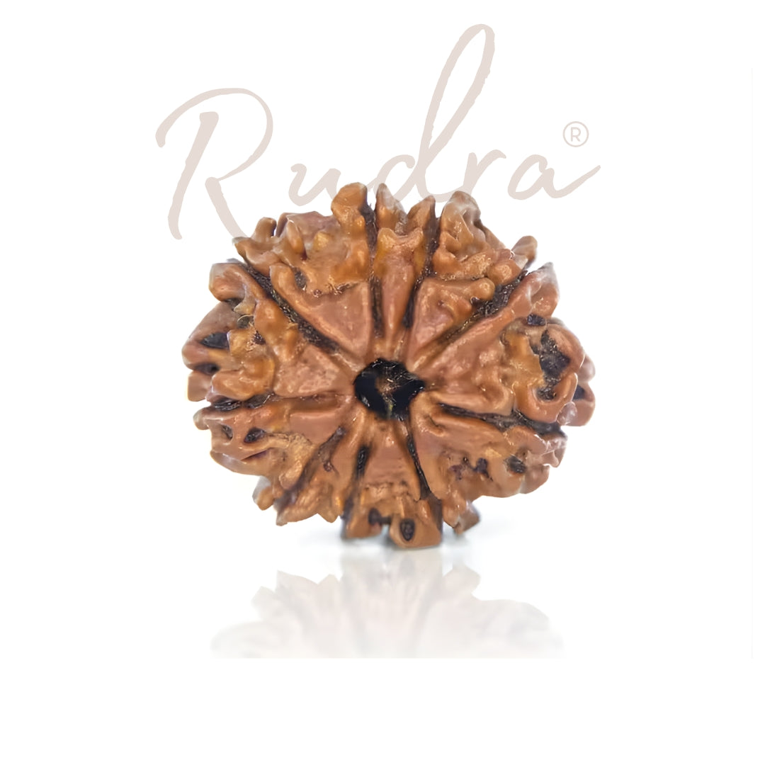 9 Mukhi Rudraksha