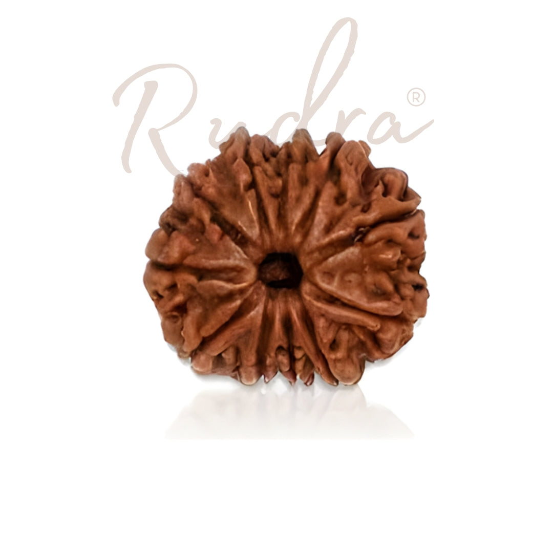 10 Mukhi Rudraksha