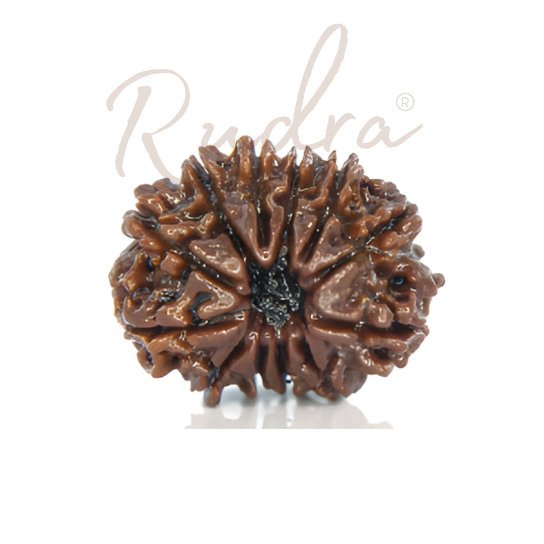12 Mukhi Rudraksha