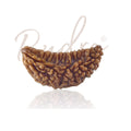 Ek Mukhi Nepal Rudraksha